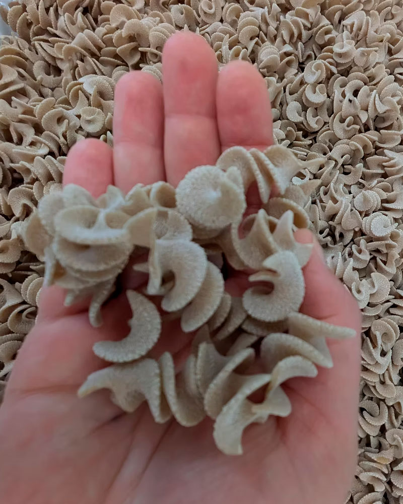 Nouilles Domaine des Merciers Sologne