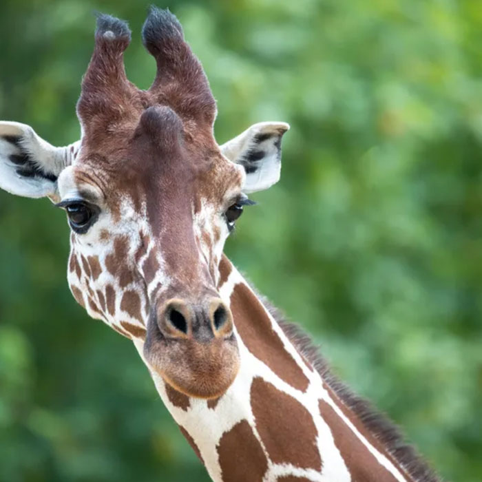 Girafe
Zoo de Beauval
Domaine des Merciers
Sologne