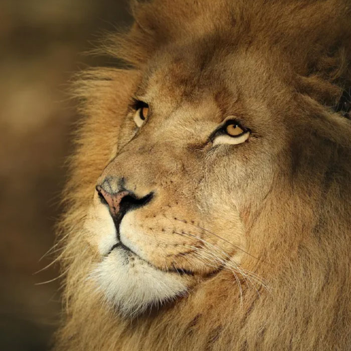 Lion d'Afrique
Zoo de Beauval
Domaine des Merciers
Sologne