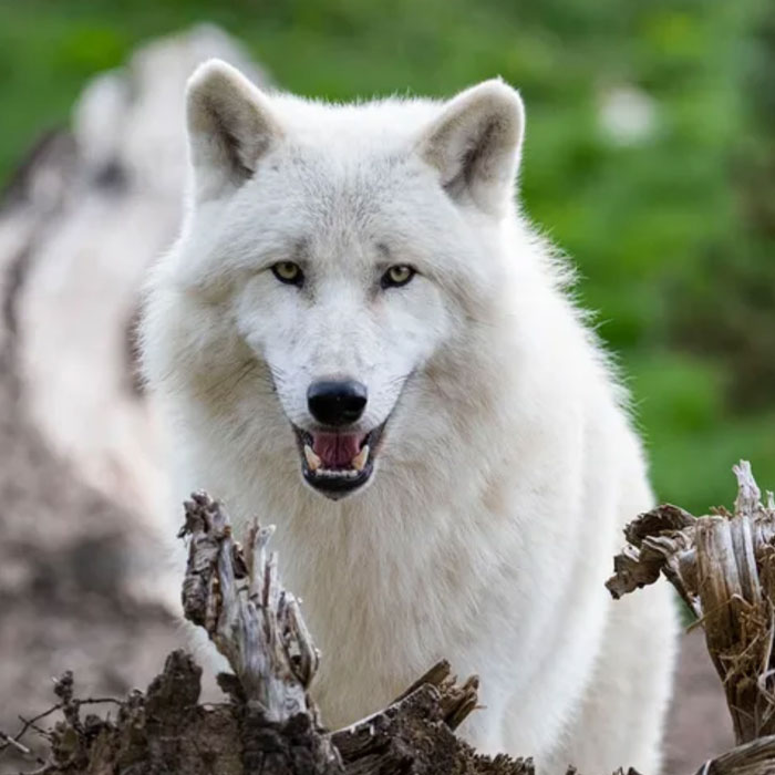 Loup Arctique
Zoo de Beauval
Domaine des Merciers
Sologne