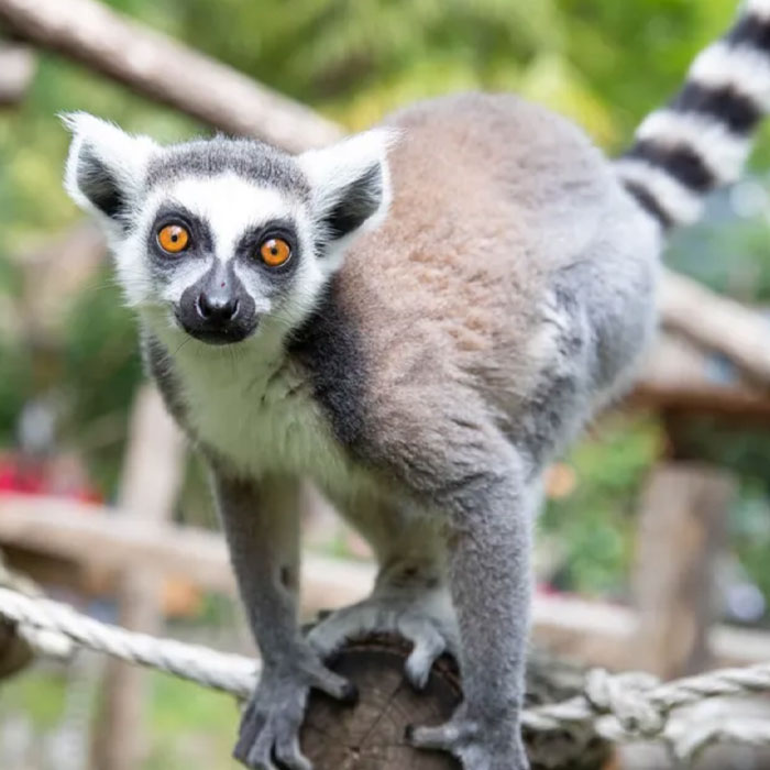 Maki Catta
Zoo de Beauval Domaine des Merciers Sologne