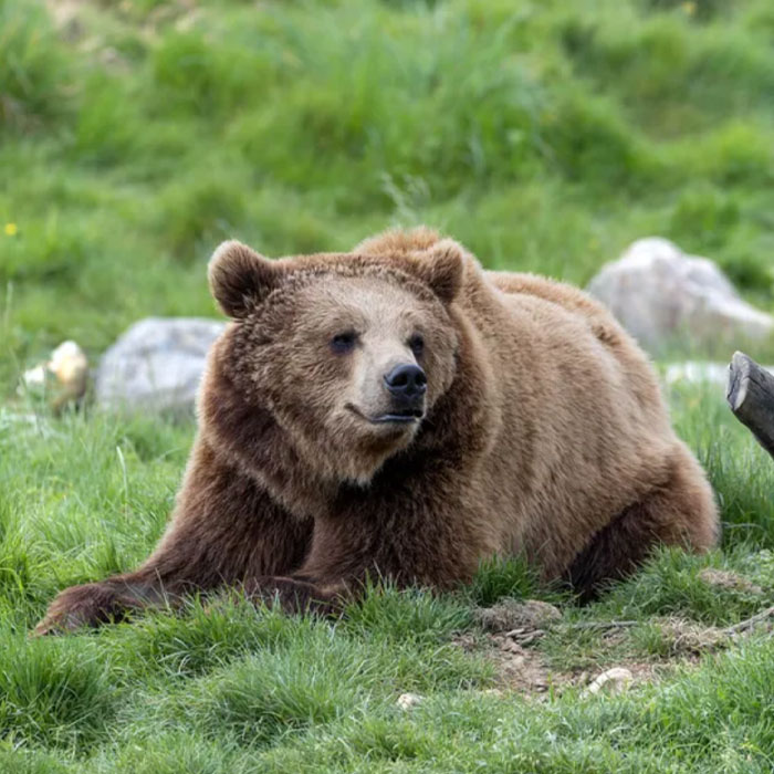 Ours Brun
 Zoo de Beauval Domaine des Merciers Sologne