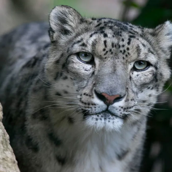 Panthère des neiges
Zoo de Beauval Domaine des Merciers Sologne