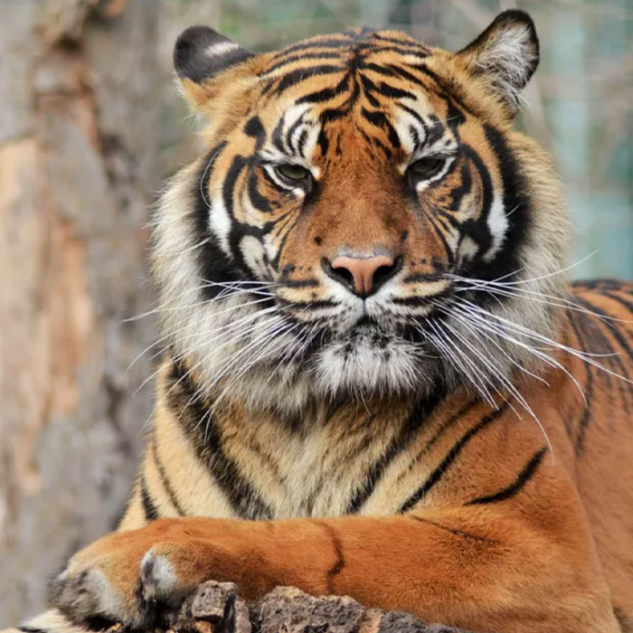 Tigre de Sumatra
 Zoo de Beauval Domaine des Merciers Sologne