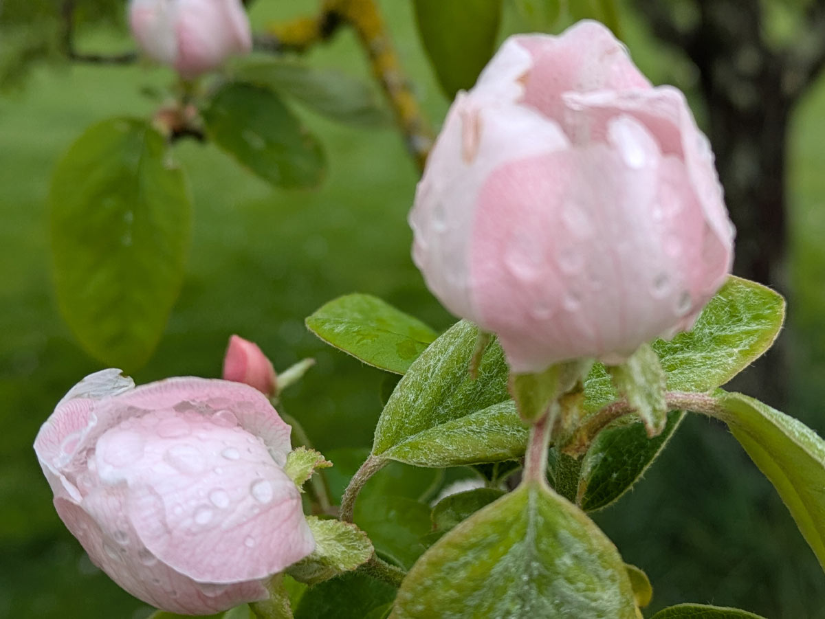 La nature florale et le séminaire en Sologne Domaine des Merciers